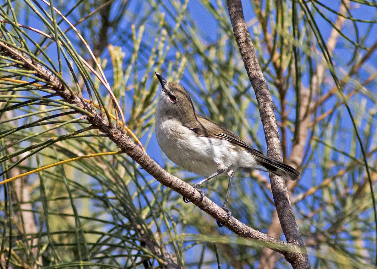 Mangrove Gerygone - ML134662671