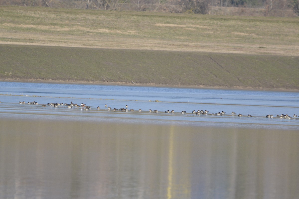 Green-winged Teal - ML134663751