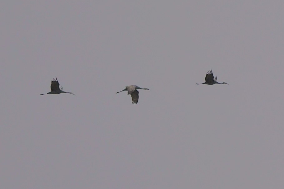 Sandhill Crane - ML134663811