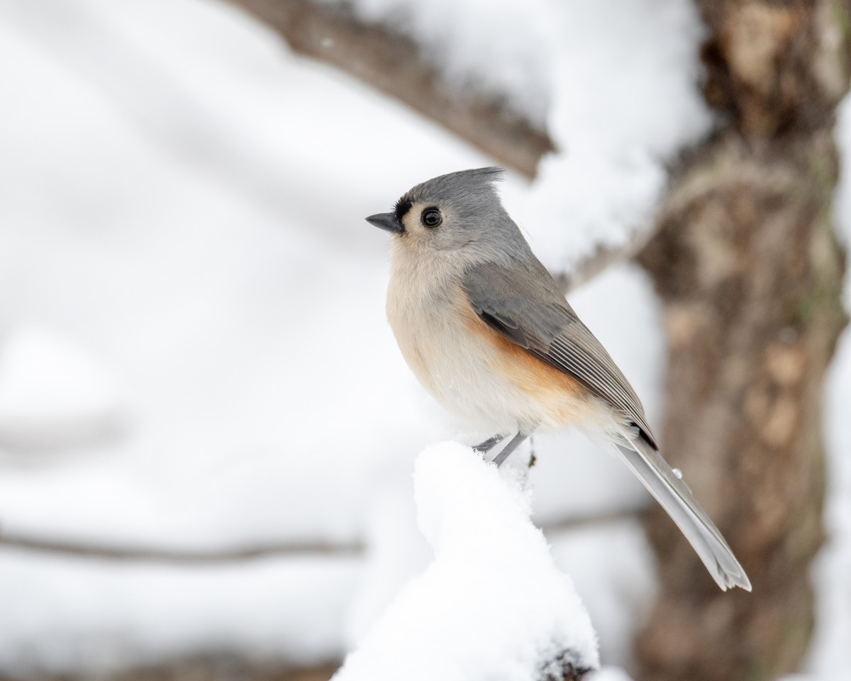 Tufted Titmouse - ML134664231