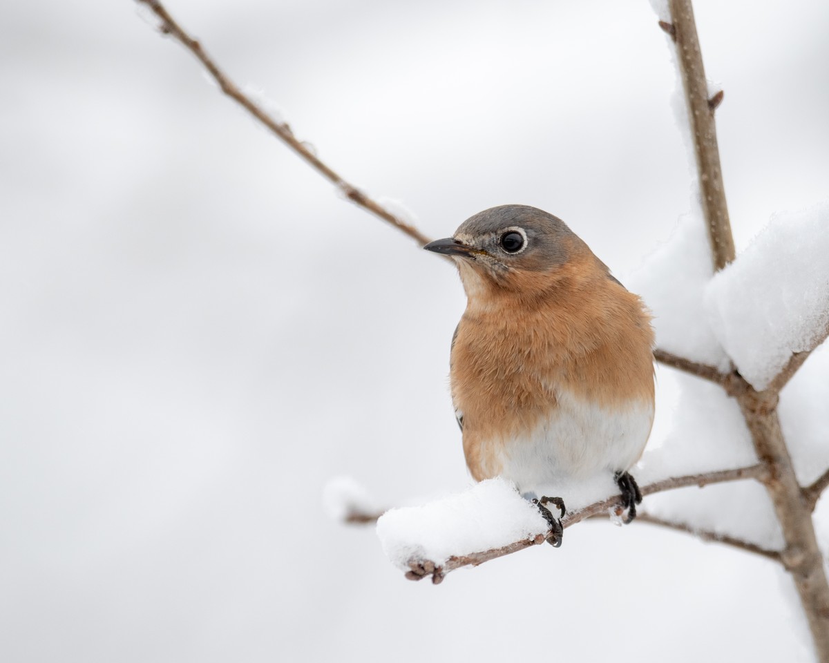 Eastern Bluebird - ML134664271