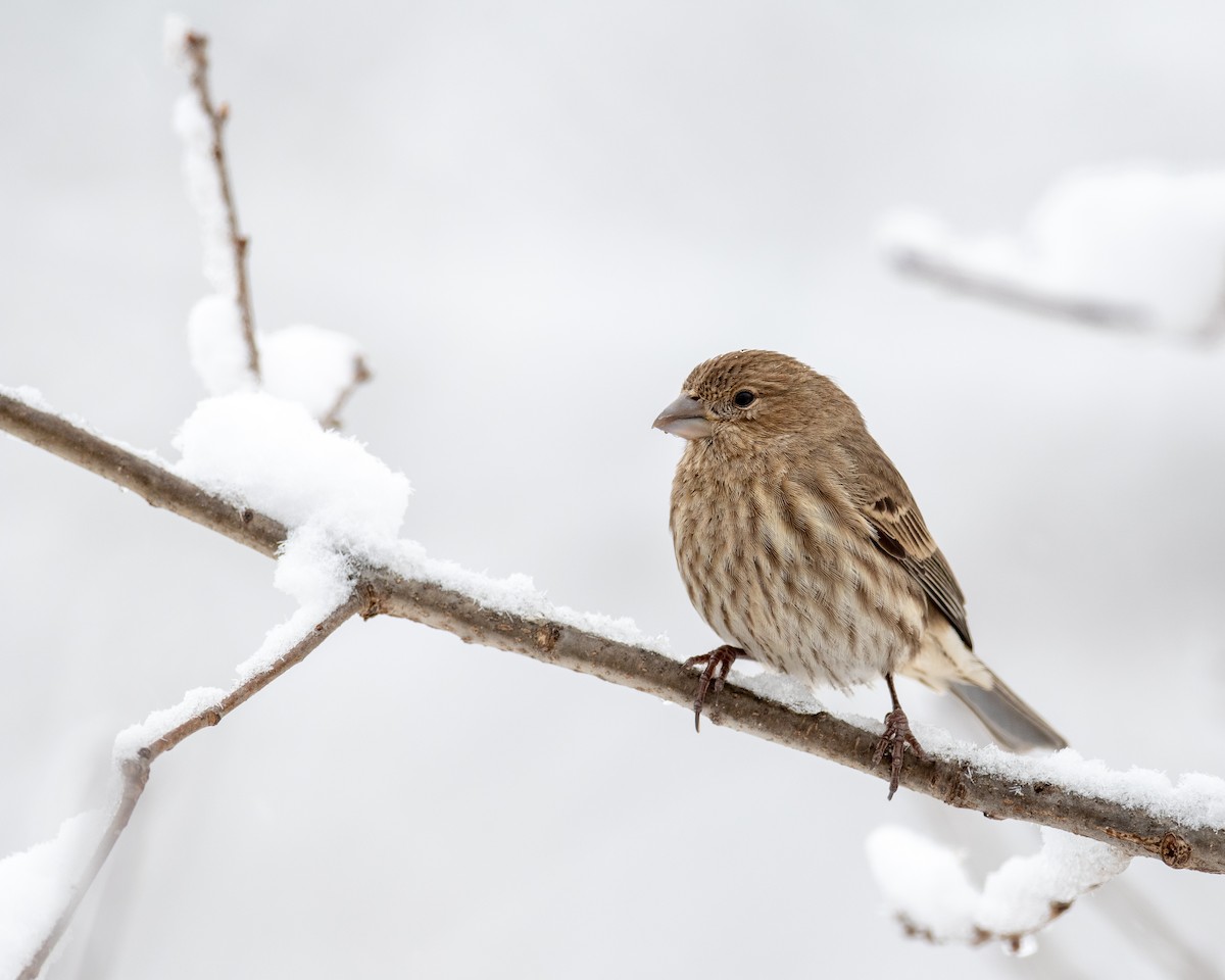 House Finch - Nic Allen
