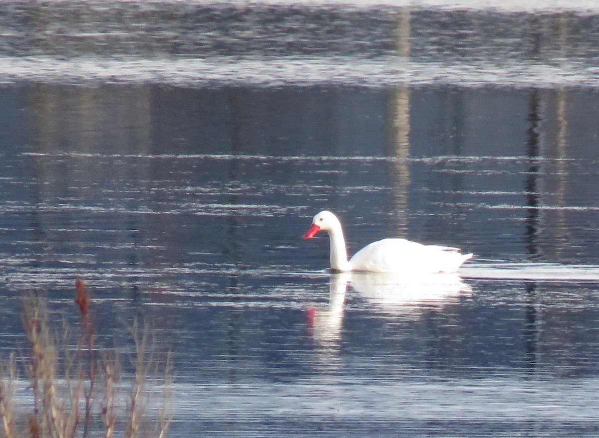 Coscoroba Swan - Constanza Herrera