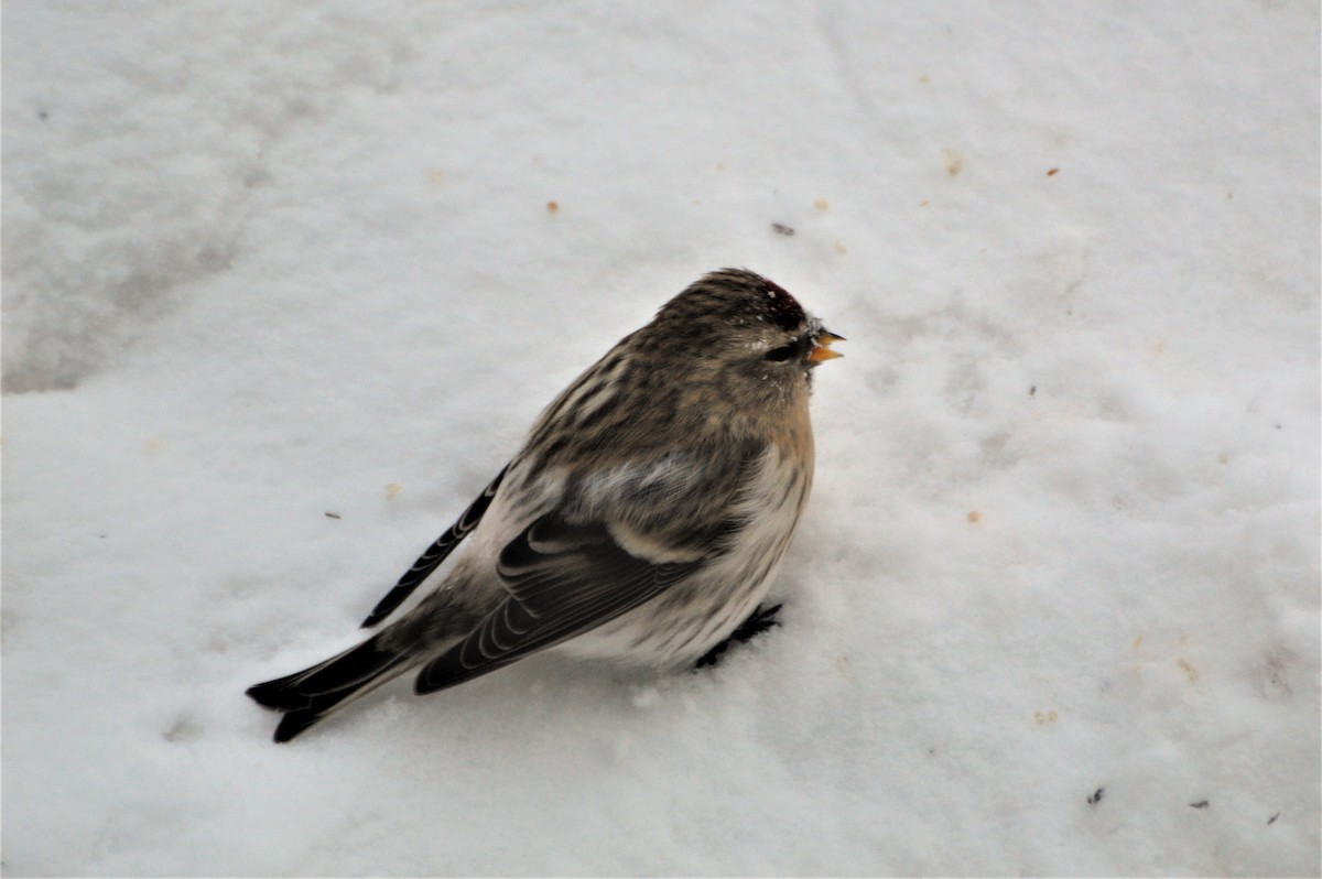 Hoary Redpoll - Robin Collman