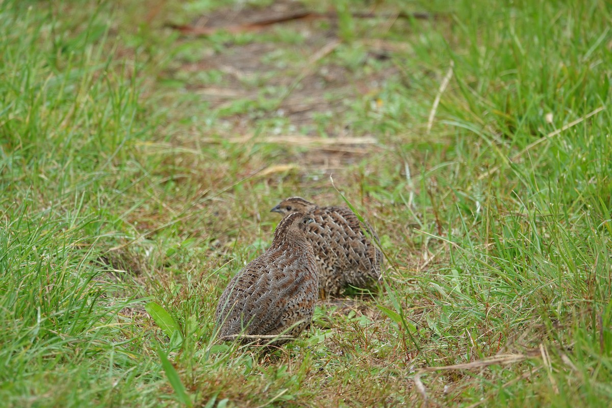 Brown Quail - ML134667841