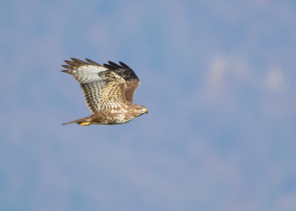 Common Buzzard - ML134668761