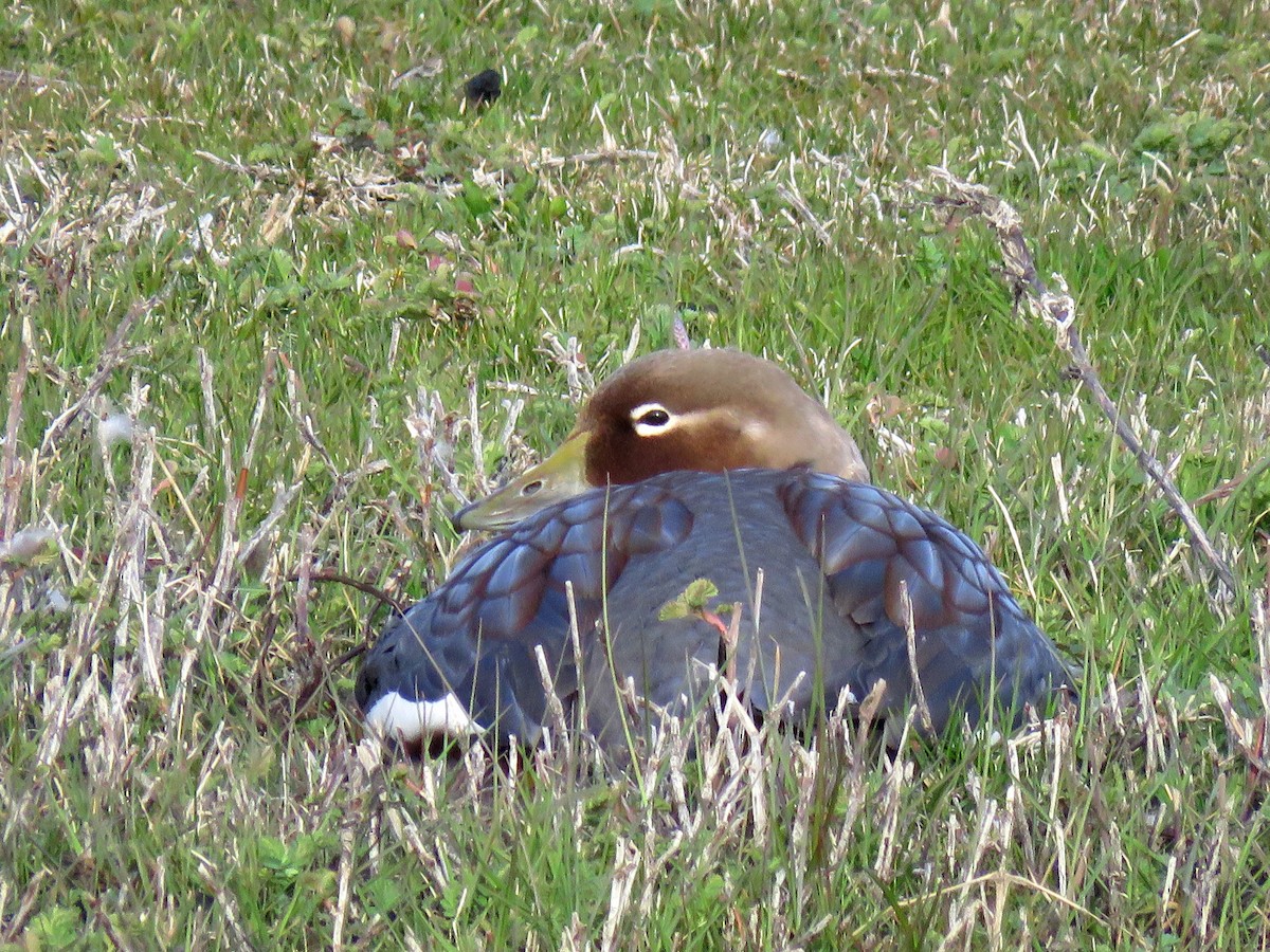 Langflügel-Dampfschiffente - ML134669041