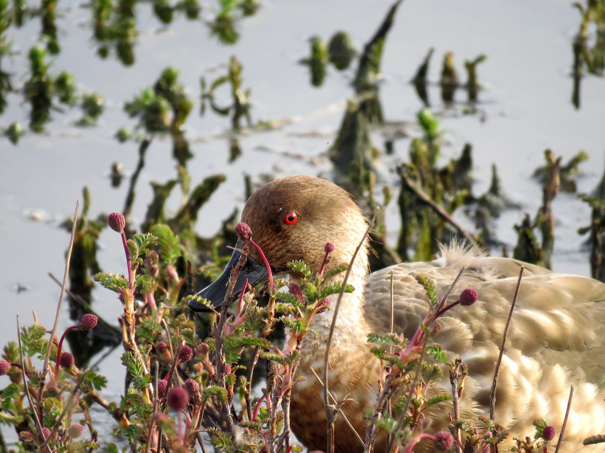 Crested Duck - Constanza Herrera