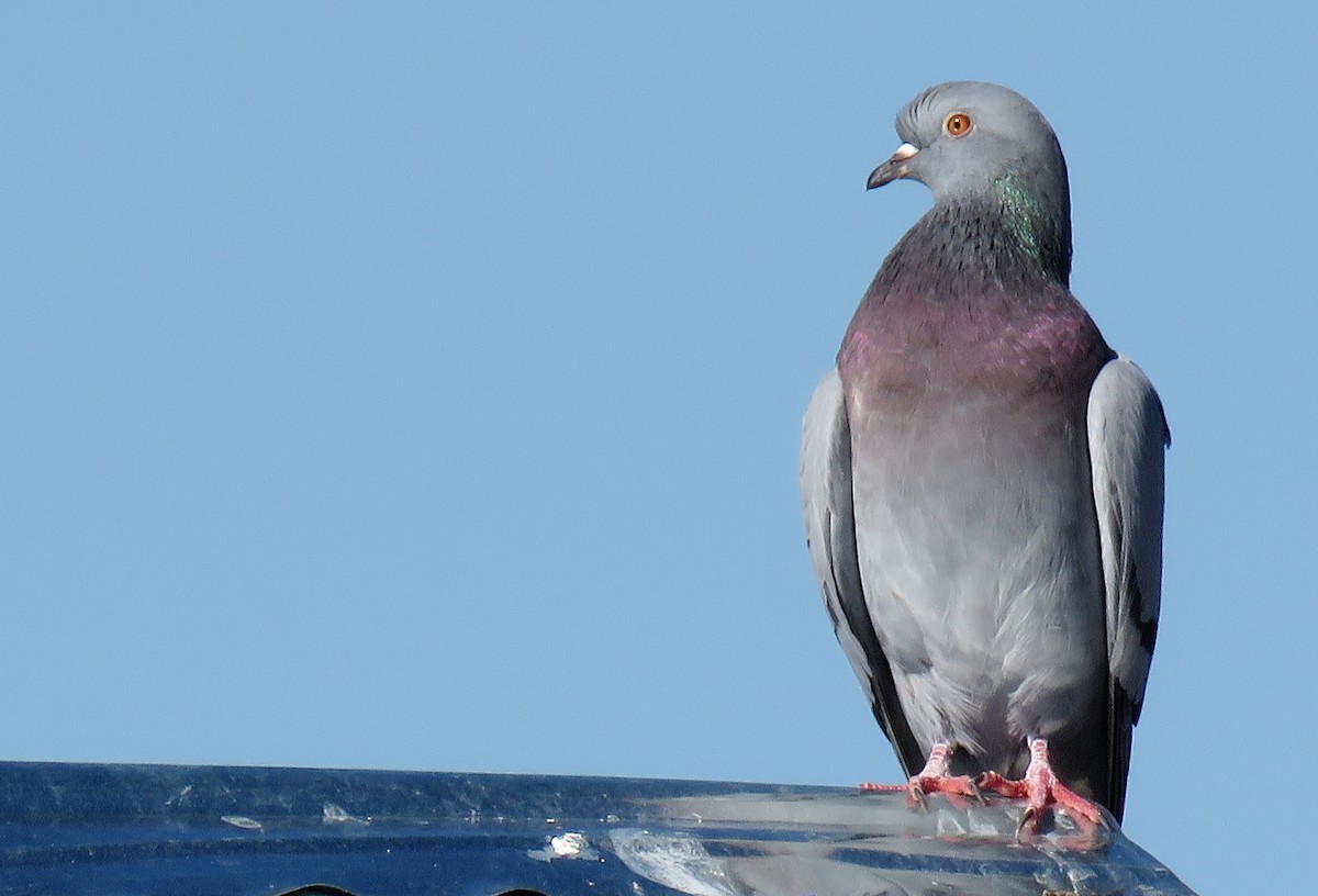 Rock Pigeon (Feral Pigeon) - Ricardo Barrios