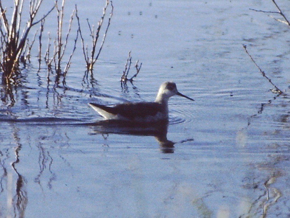 Wilson's Phalarope - ML134673031