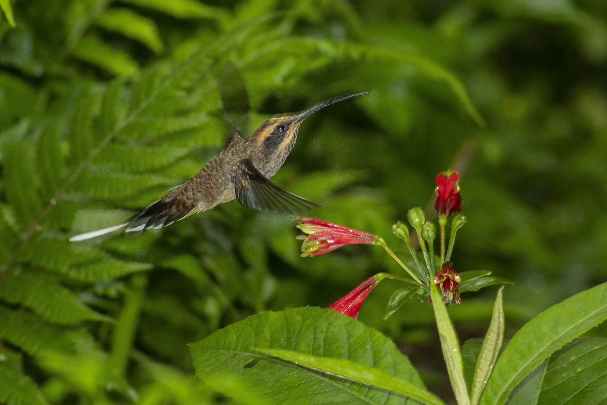 kolibřík šupinkohrdlý - ML134678461