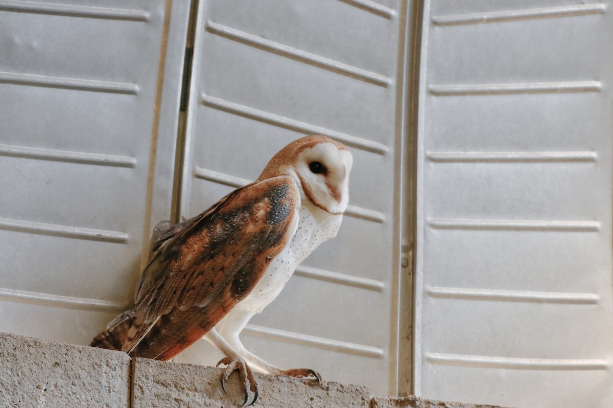 Barn Owl - ML134678531