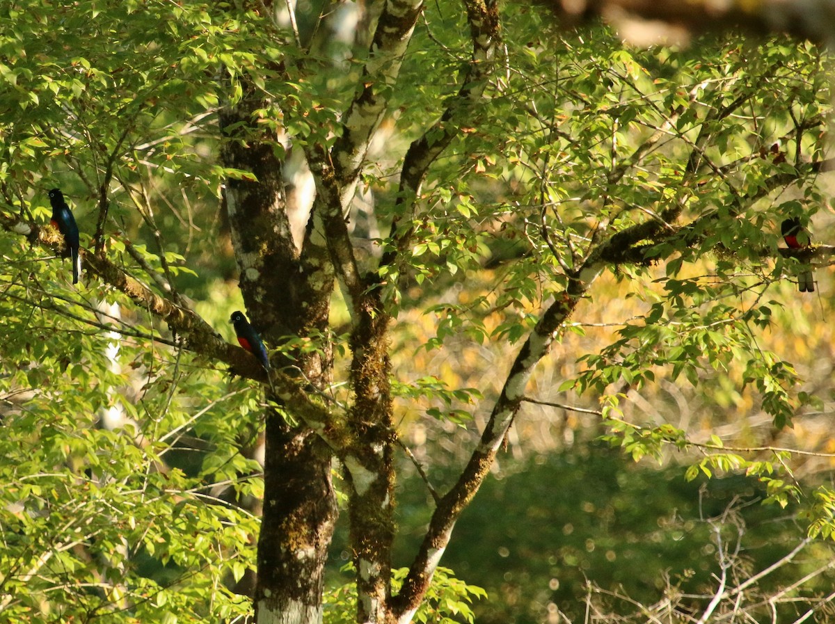 Baird's Trogon - Christine Jacobs