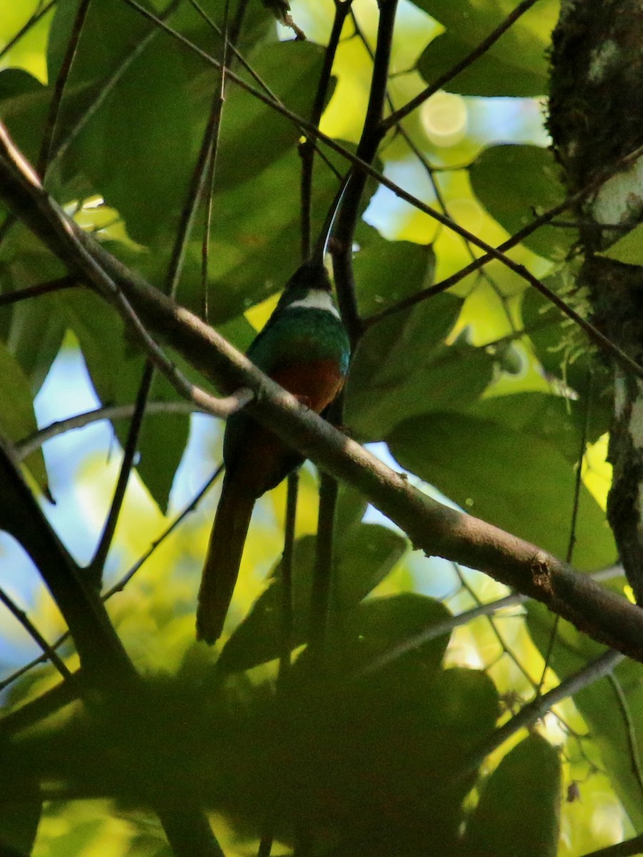 Rufous-tailed Jacamar - ML134680881