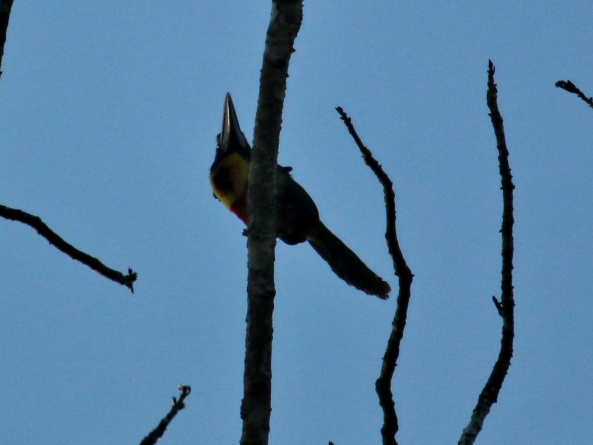 Fiery-billed Aracari - Christine Jacobs