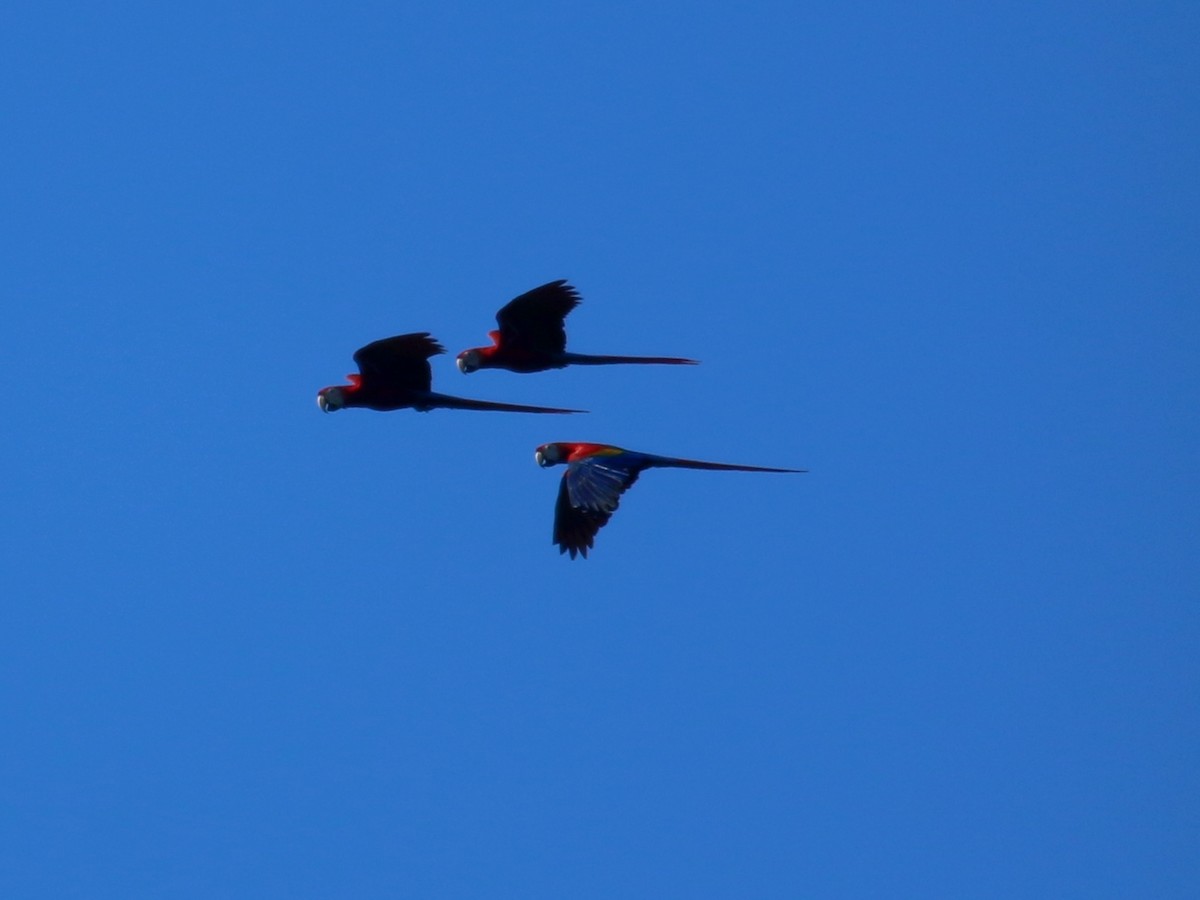 Scarlet Macaw - ML134681021