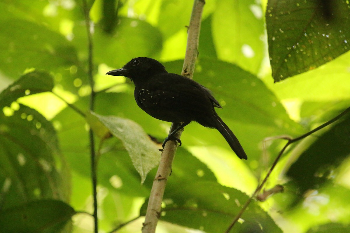 Black-hooded Antshrike - ML134681181