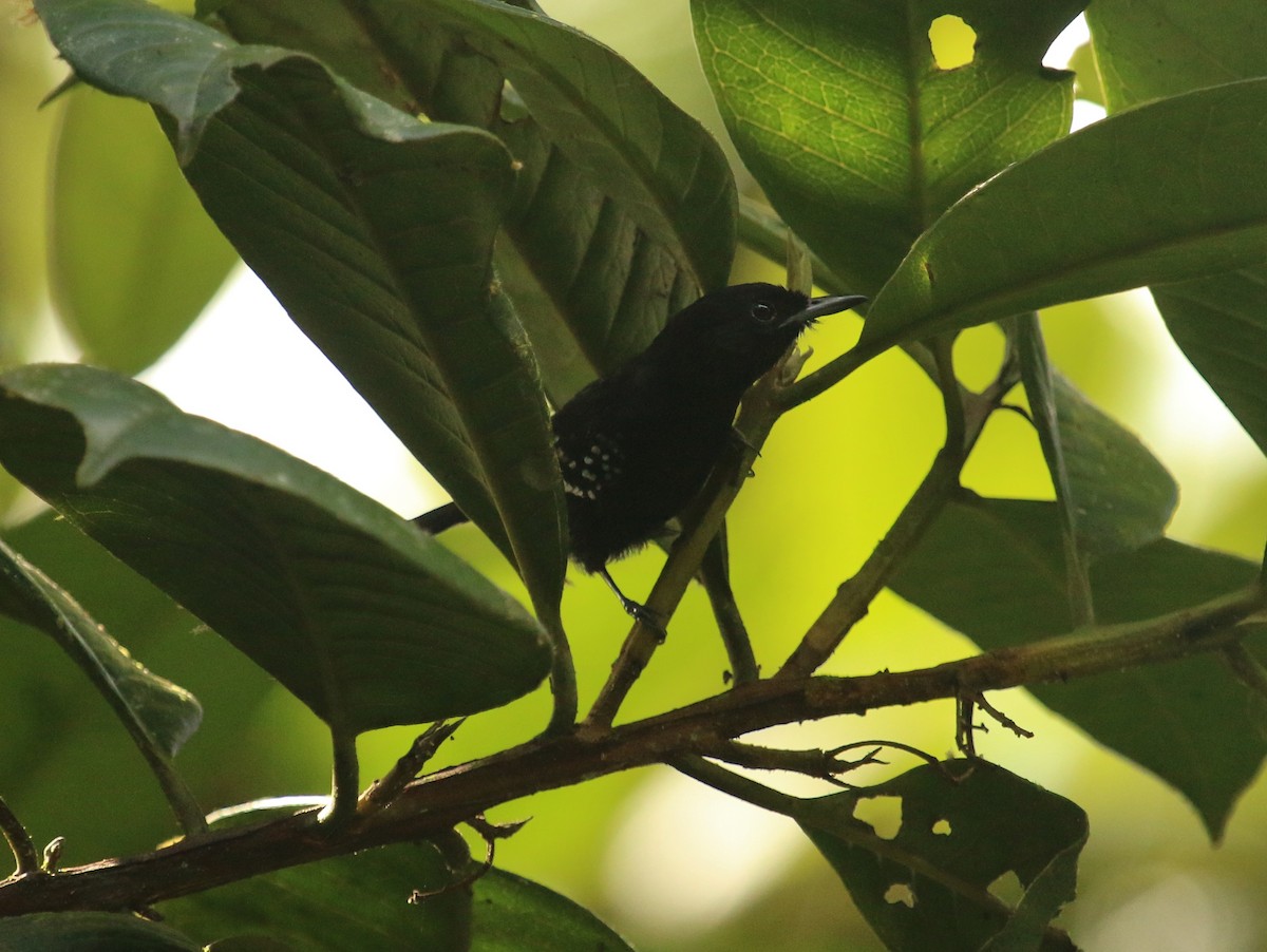 Dot-winged Antwren - ML134681211