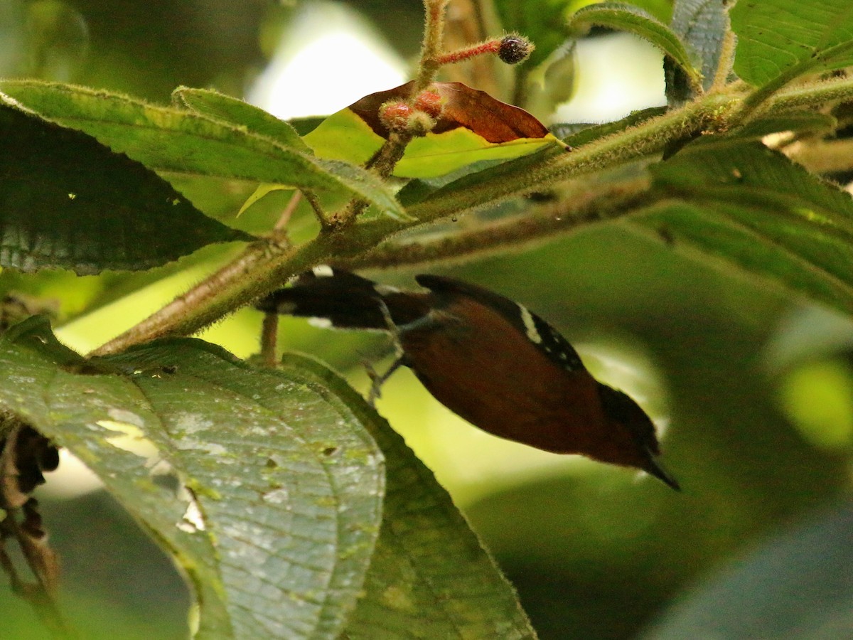 Dot-winged Antwren - ML134681281