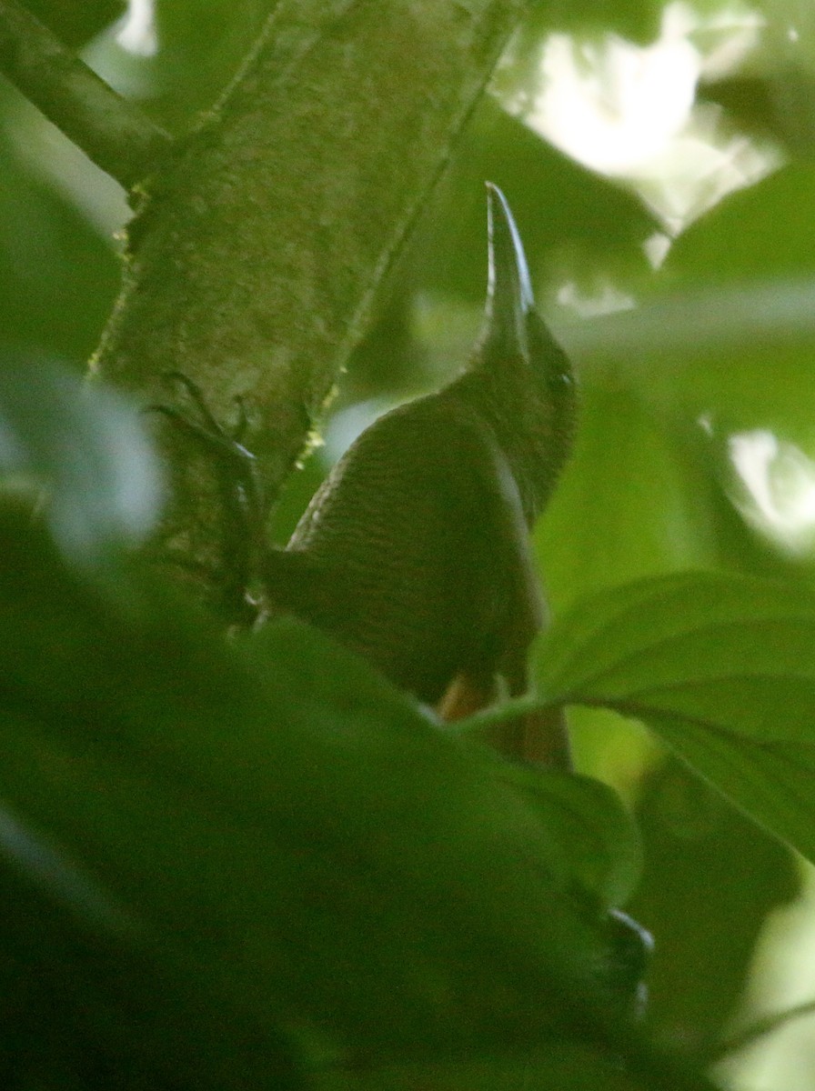 Northern Barred-Woodcreeper - ML134681311