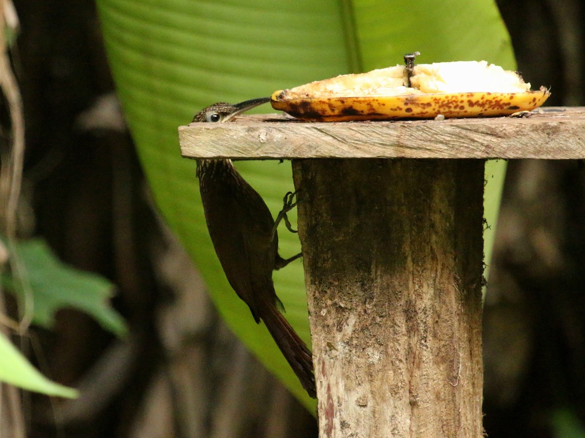 Cocoa Woodcreeper - ML134681331