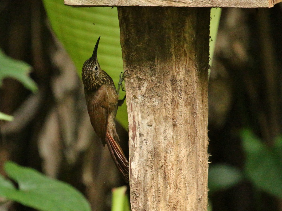 Cocoa Woodcreeper - ML134681341