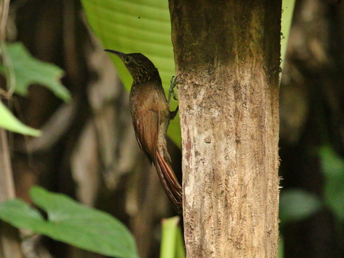 Cocoa Woodcreeper - ML134681351