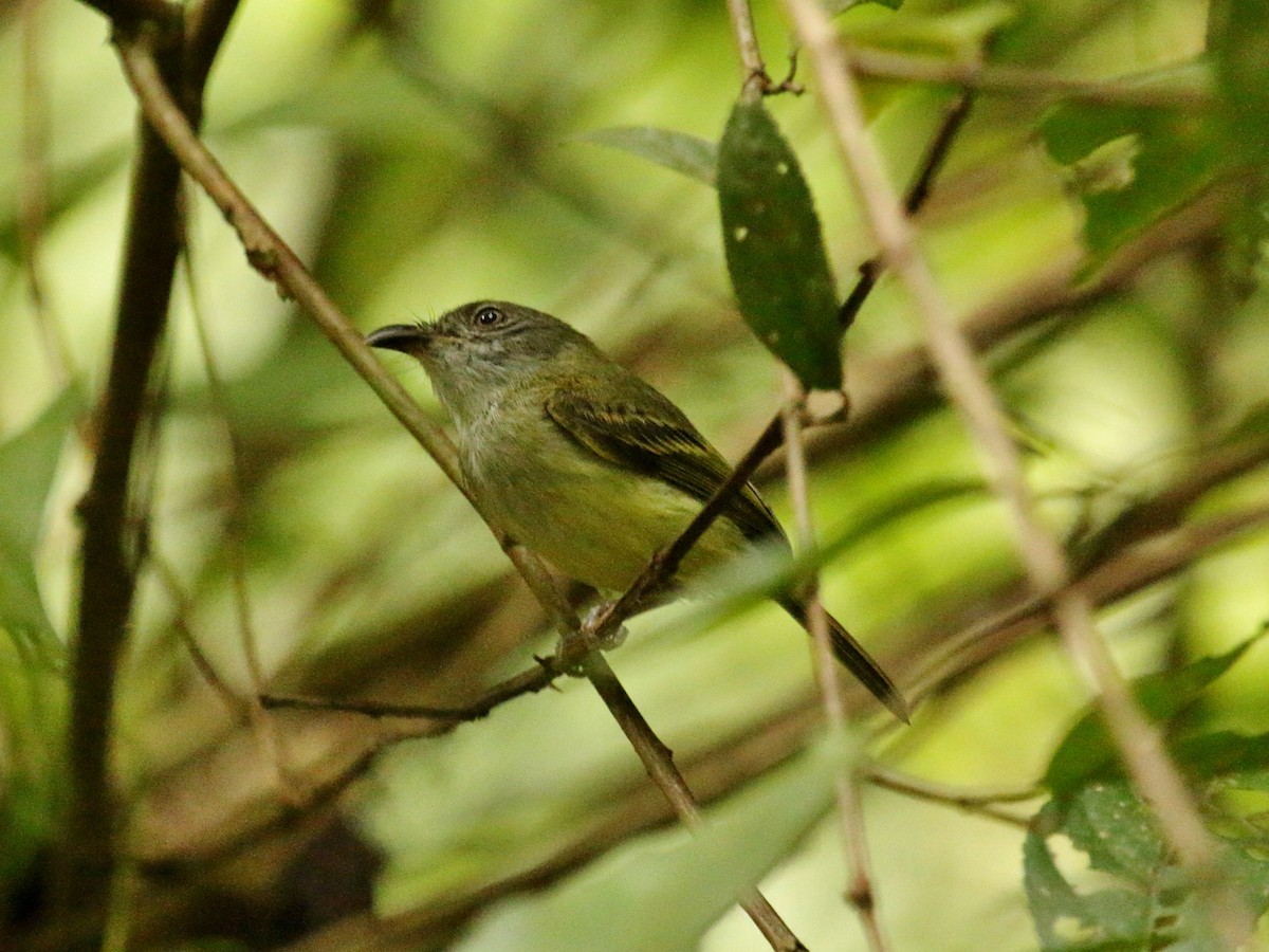 Northern Bentbill - ML134681471