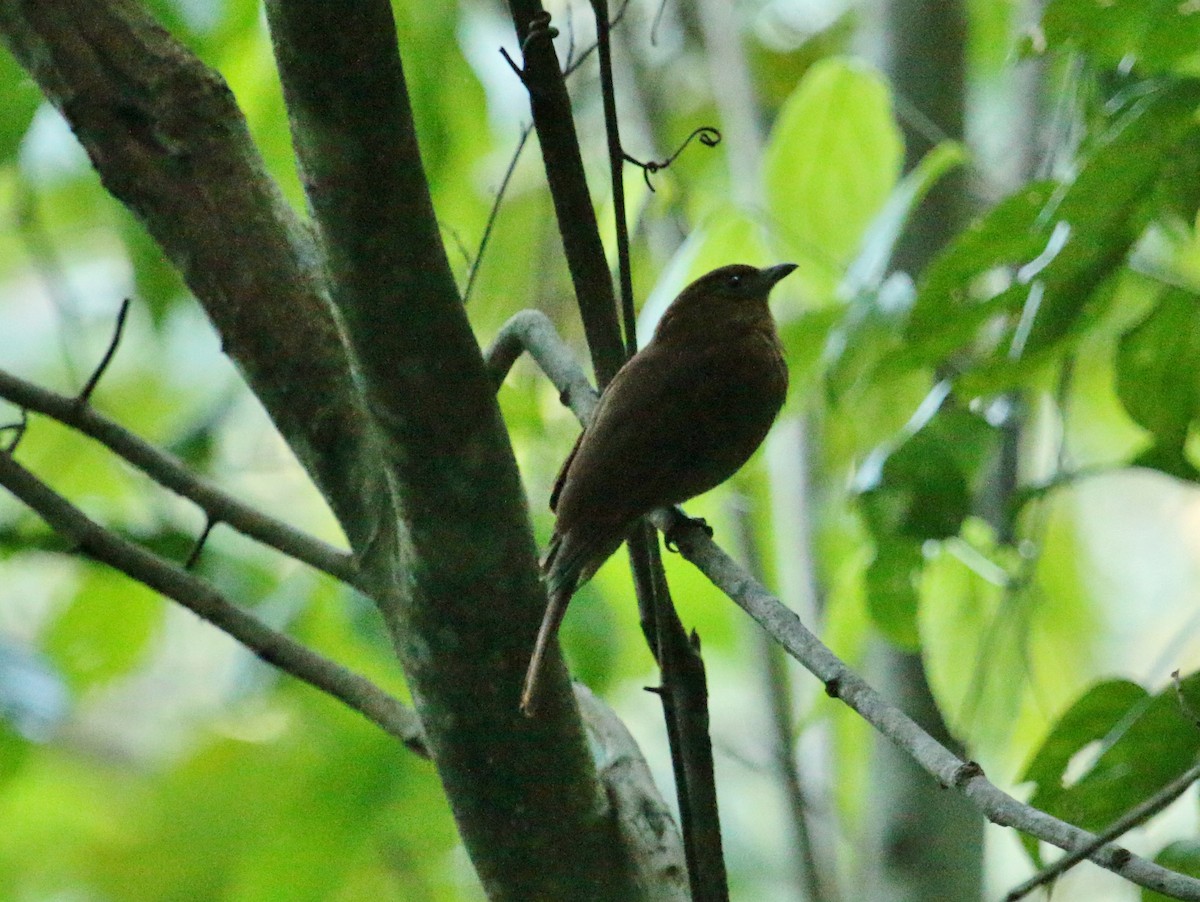 Rufous Piha - ML134681811