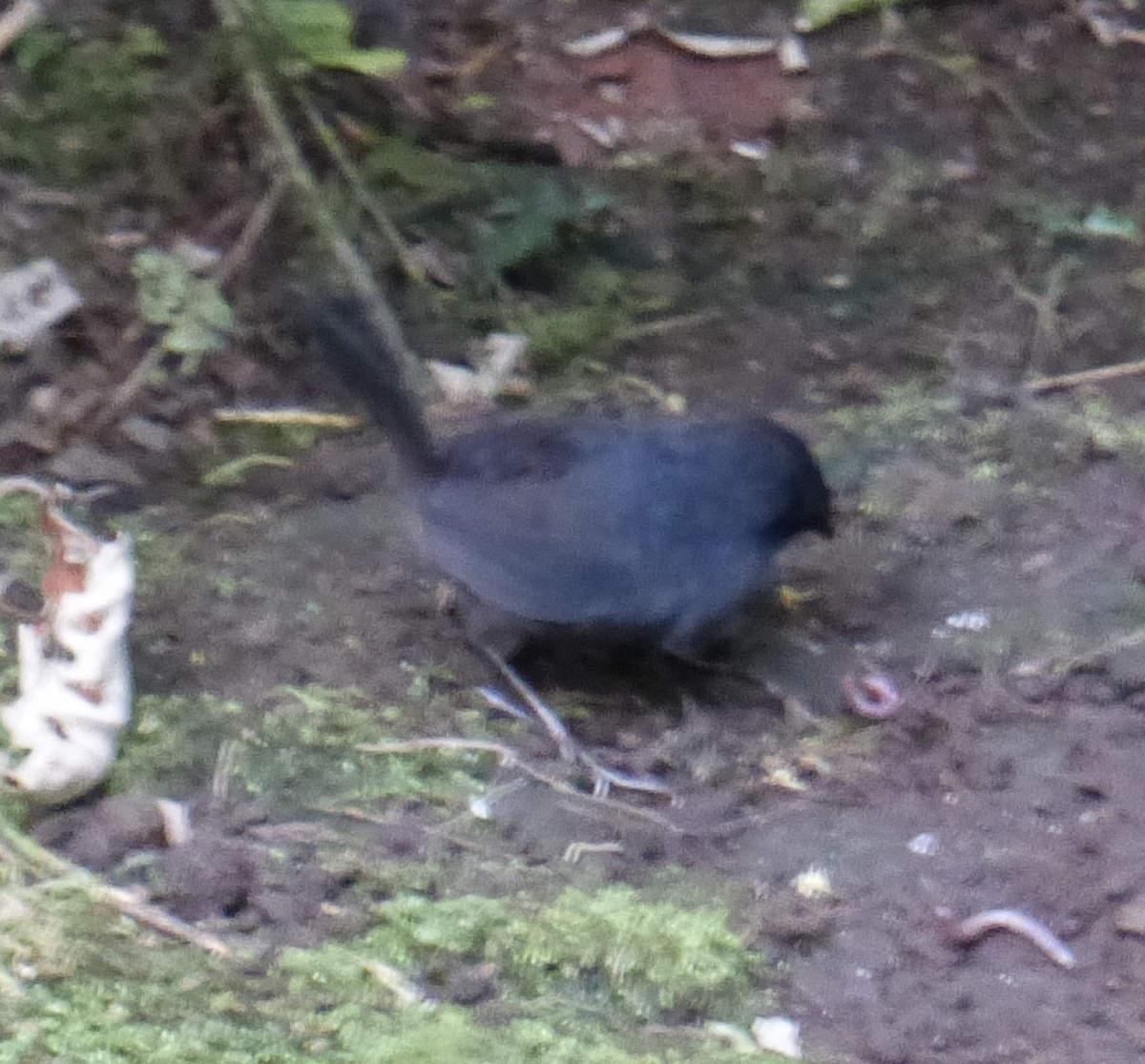 White-crowned Tapaculo - ML134681851