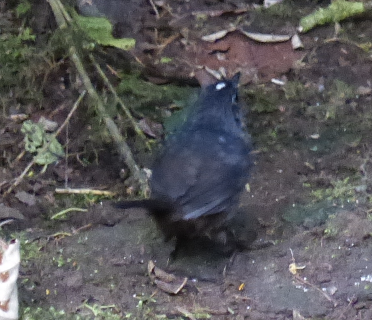 White-crowned Tapaculo - ML134681861