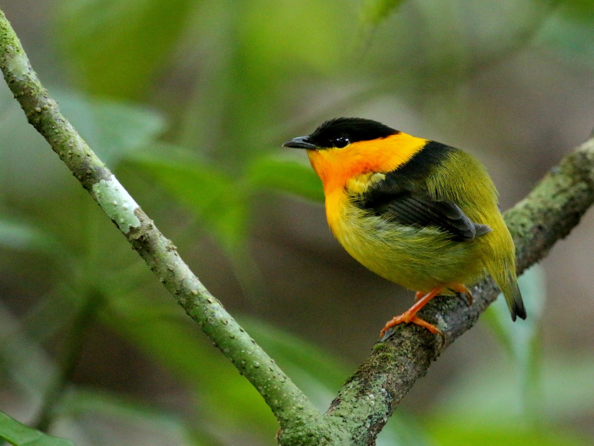 Orange-collared Manakin - ML134681901