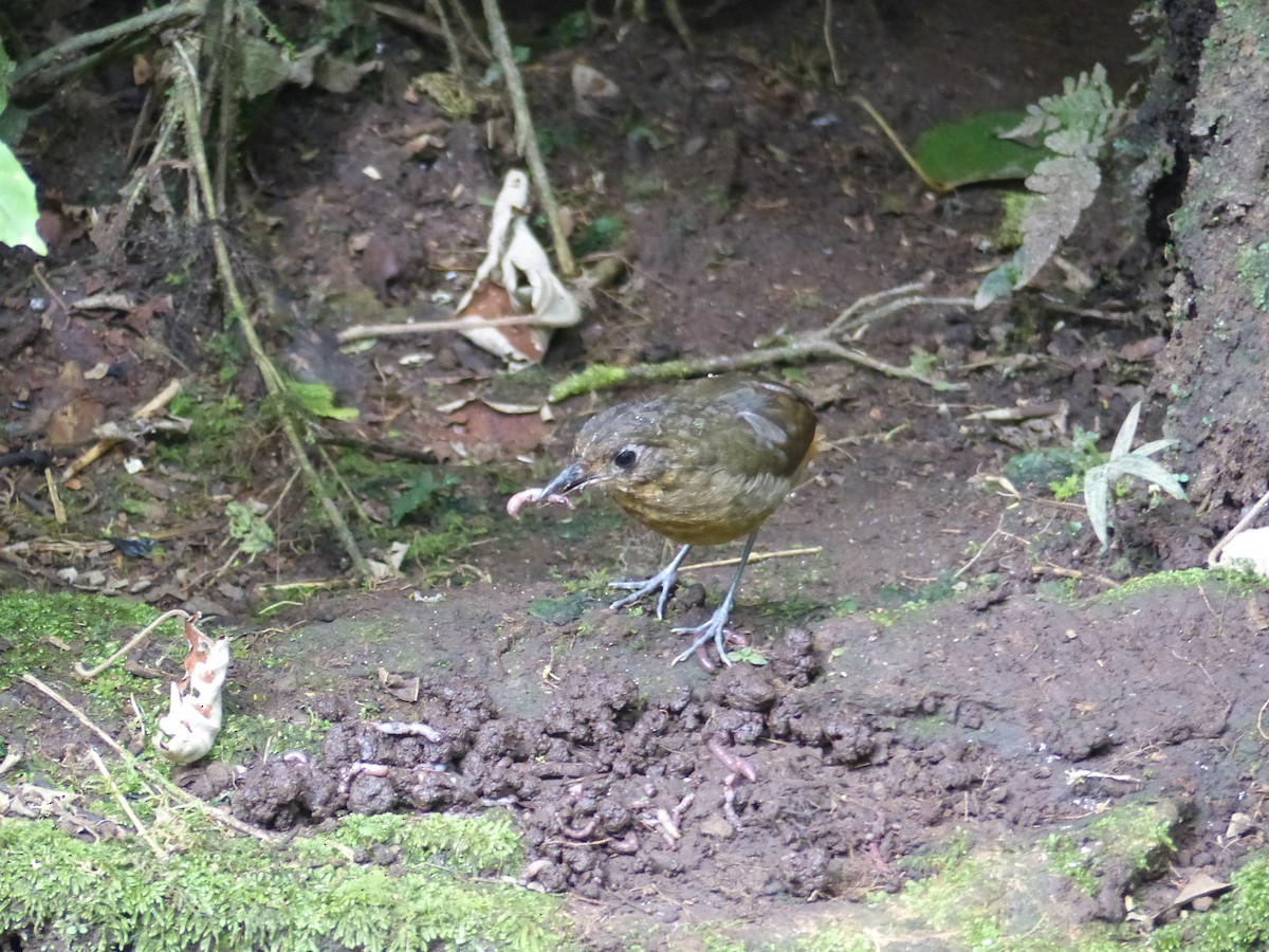 Plain-backed Antpitta - ML134682021