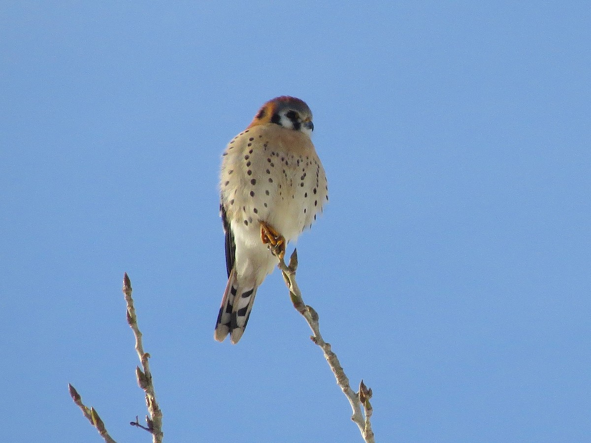 American Kestrel - ML134682031