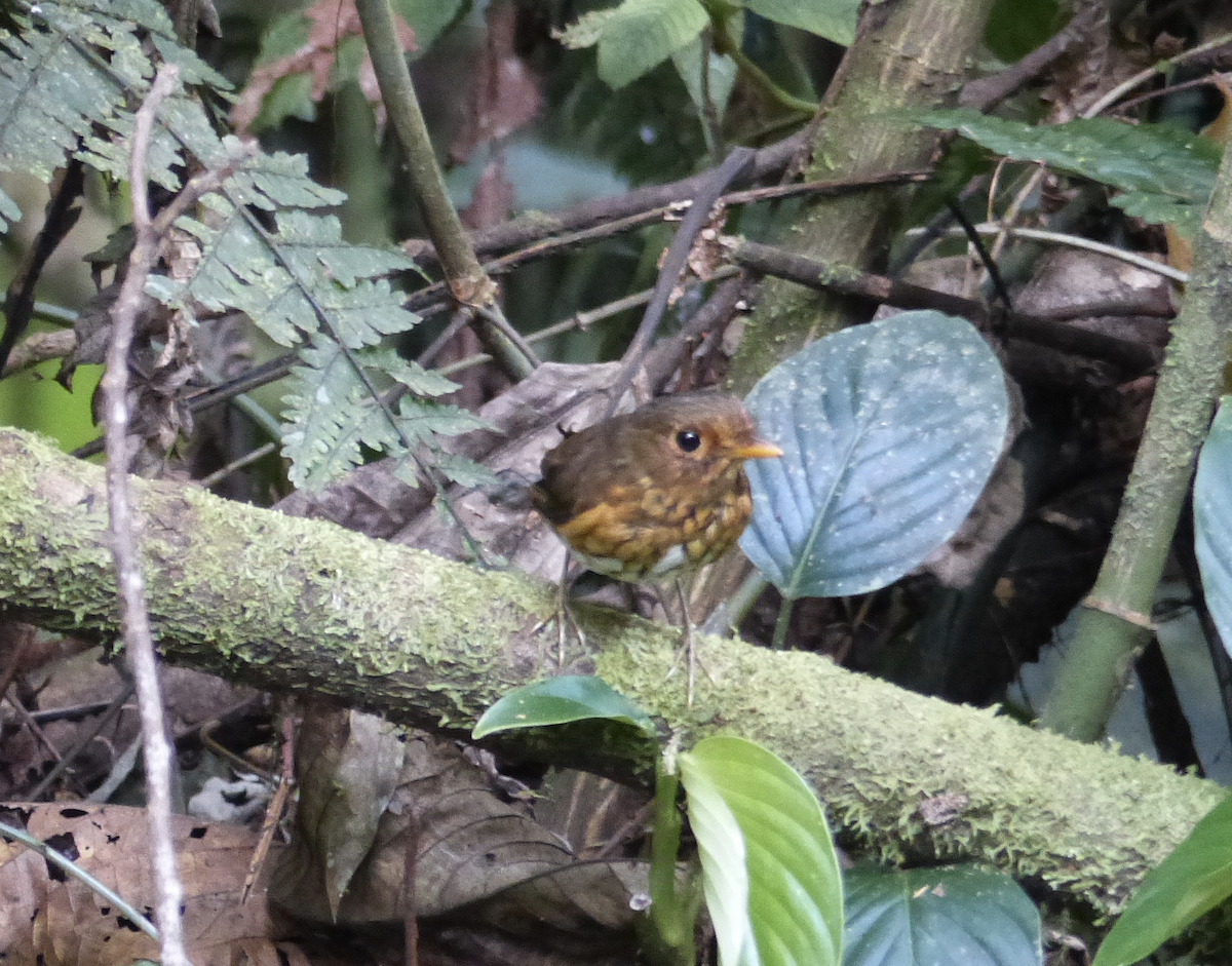 Ochre-breasted Antpitta - ML134682131