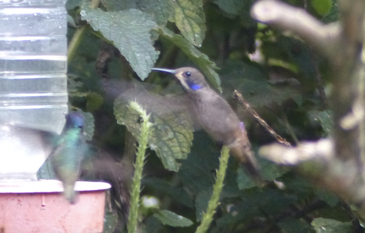 Colibrí Pardo - ML134682811