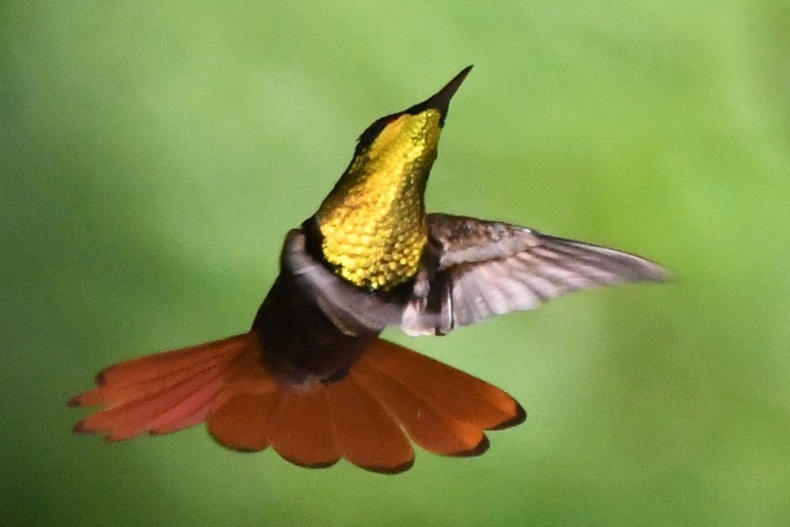 kolibřík červenohlavý - ML134683081