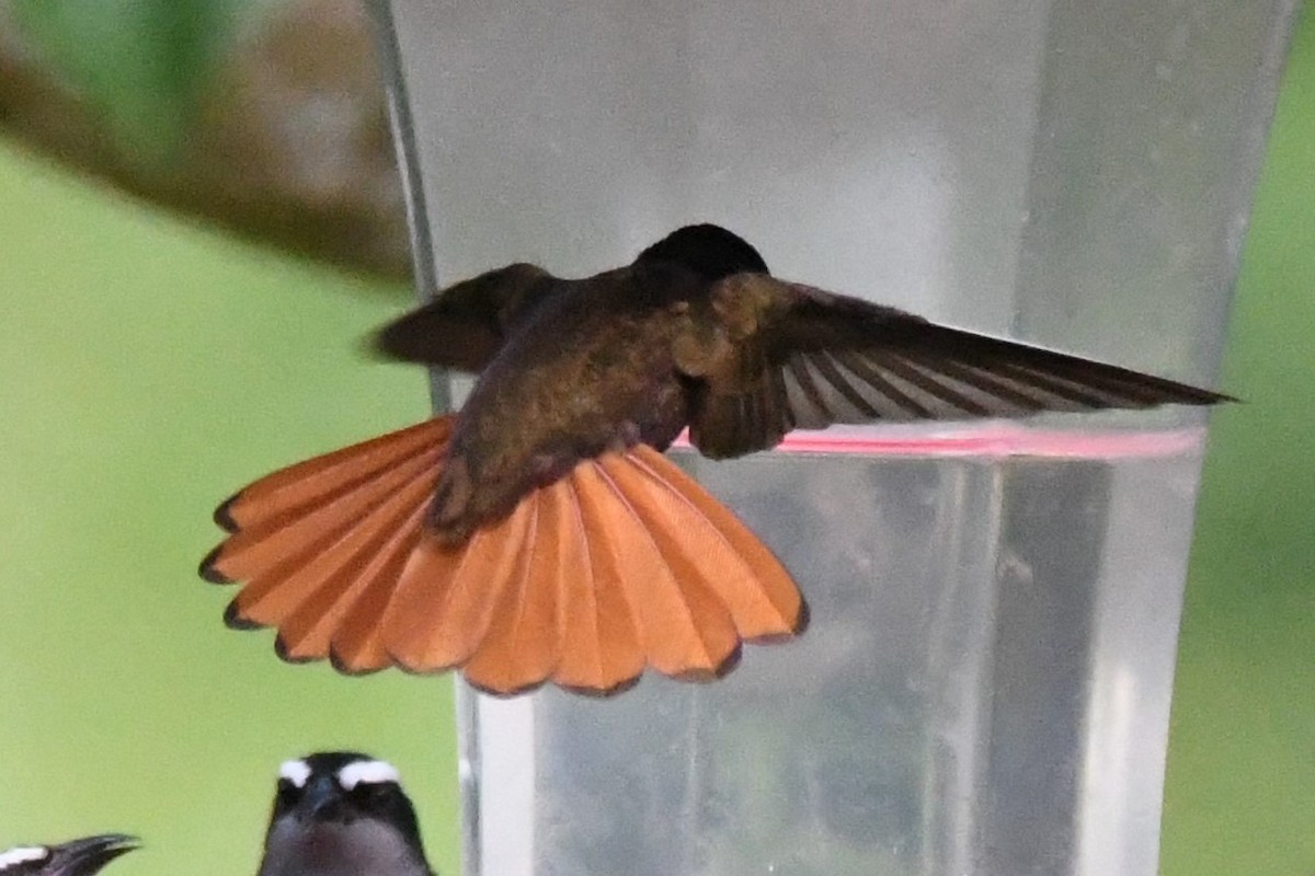 kolibřík červenohlavý - ML134683091