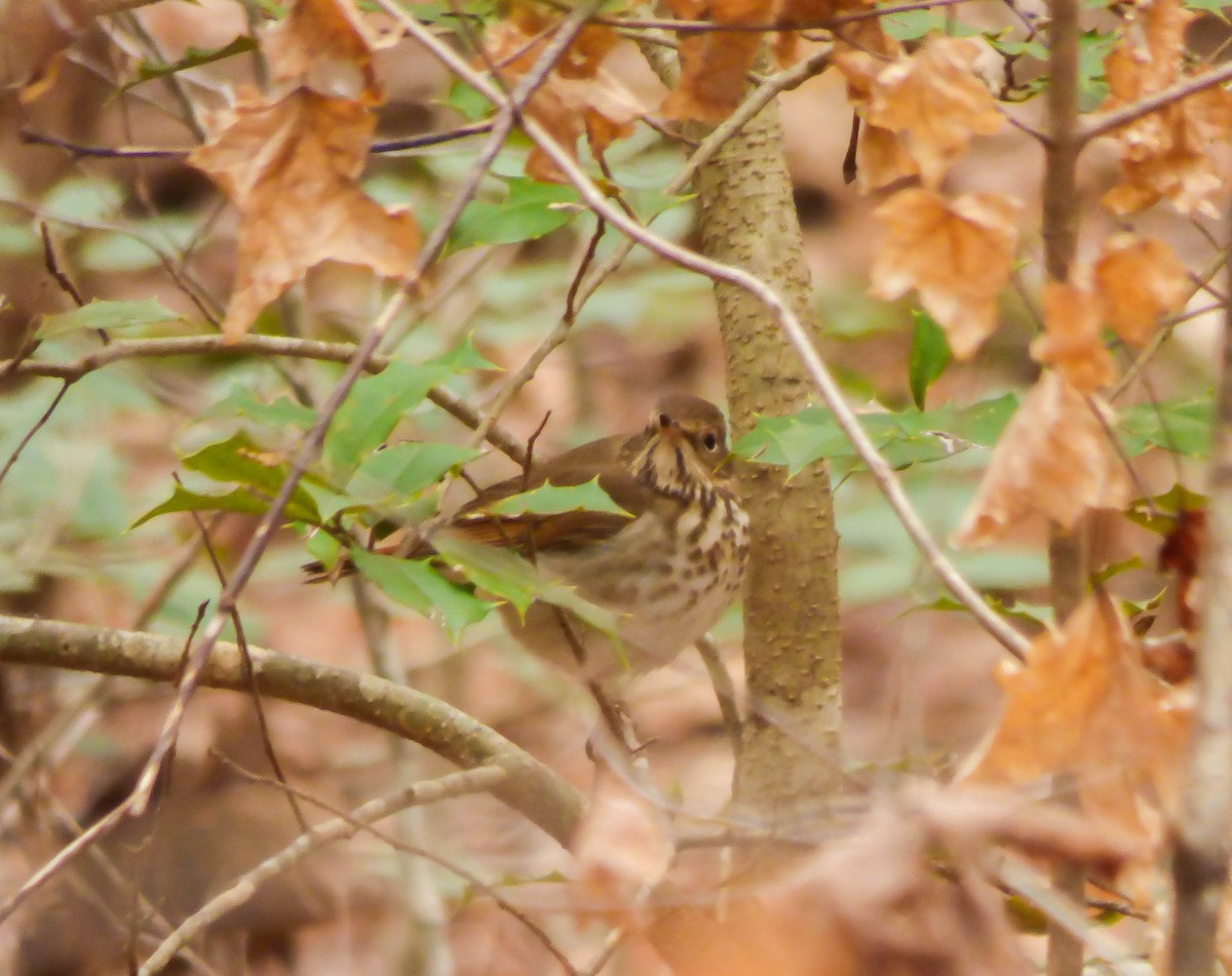 Hermit Thrush - ML134683251