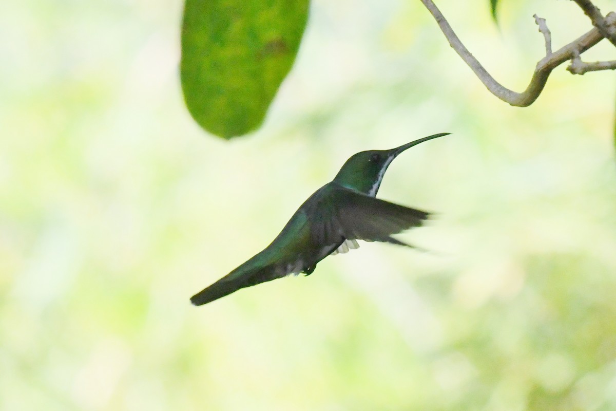kolibřík tropický - ML134683501