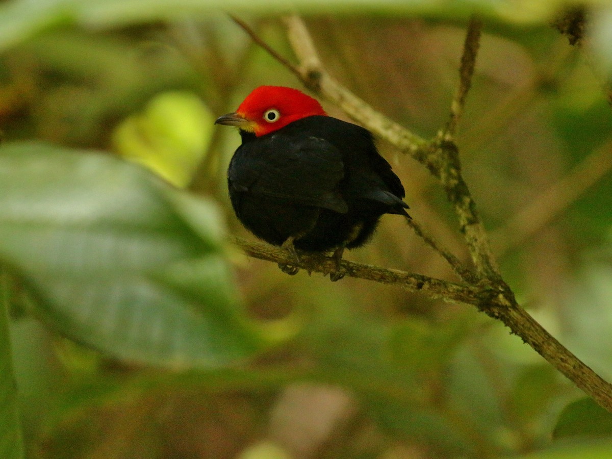 Red-capped Manakin - ML134684021