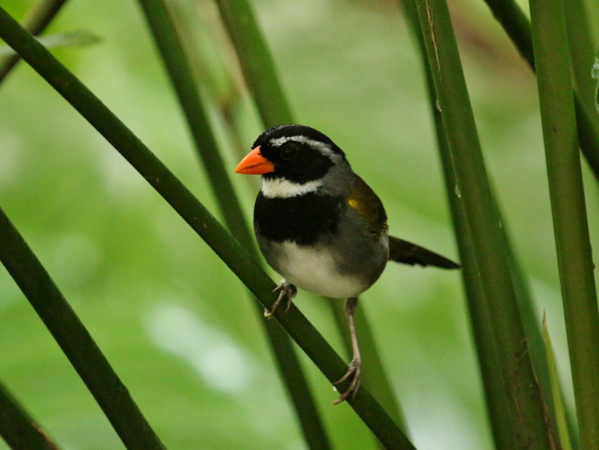 Orange-billed Sparrow - ML134684731