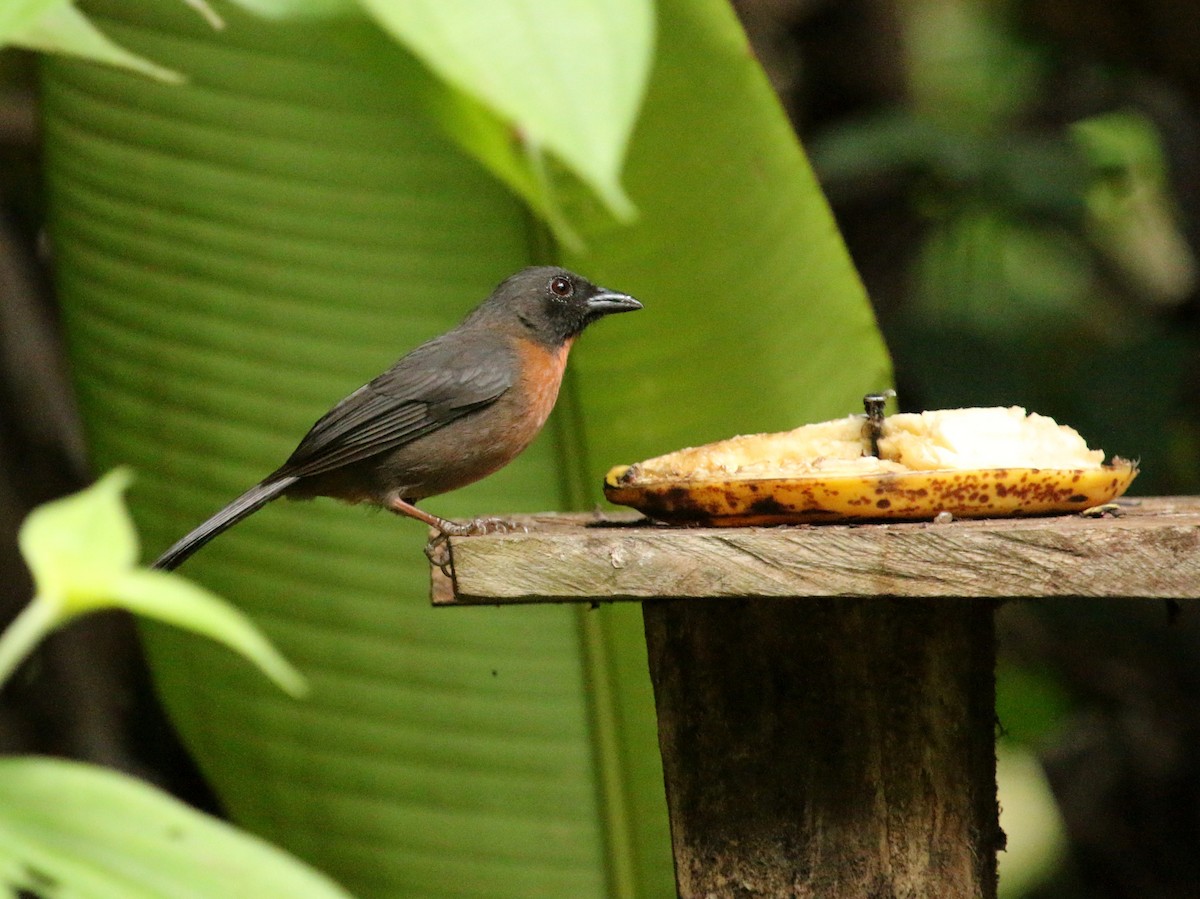 Black-cheeked Ant-Tanager - ML134685021