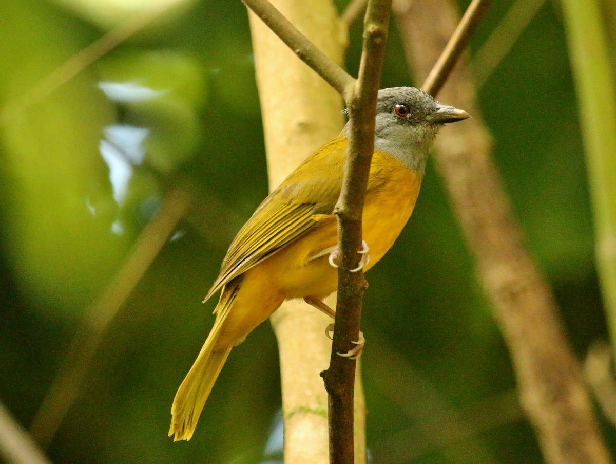 Gray-headed Tanager - ML134685091