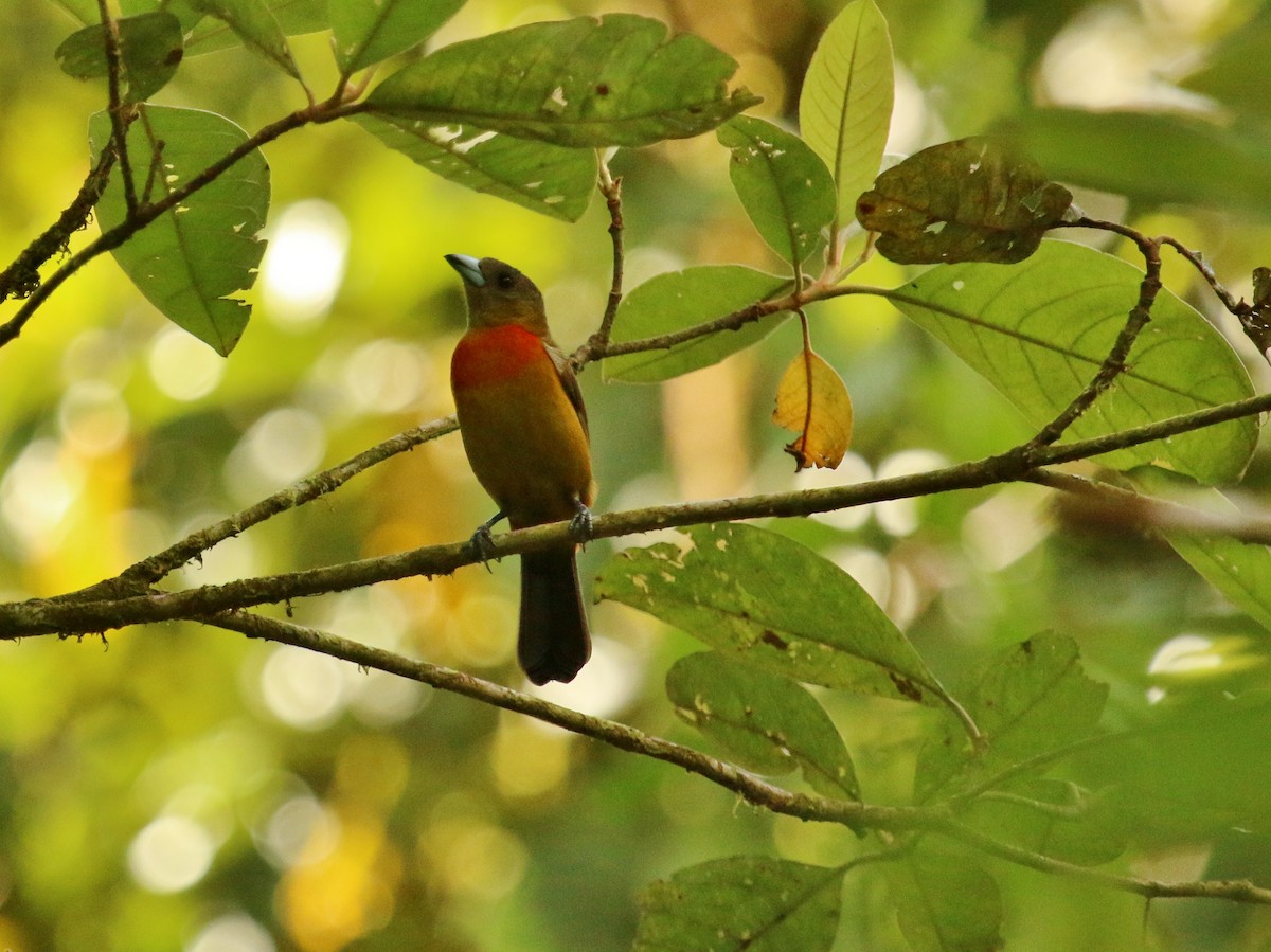 Scarlet-rumped Tanager (Cherrie's) - ML134685291