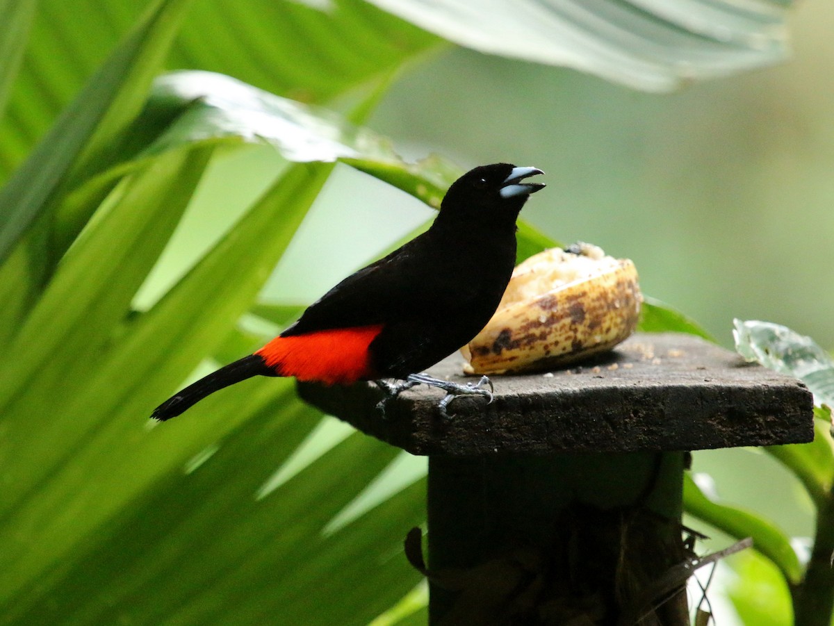 Scarlet-rumped Tanager (Cherrie's) - ML134685321