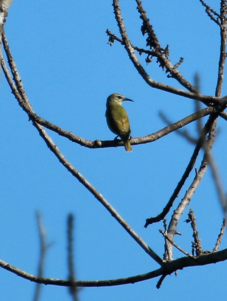 Red-legged Honeycreeper - ML134685341