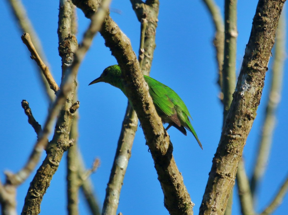 Green Honeycreeper - ML134685421