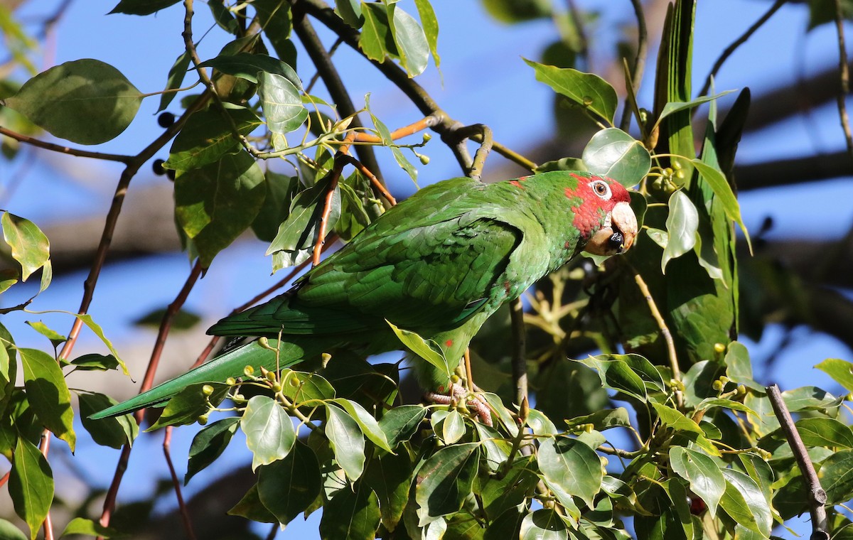 Mitred Parakeet - ML134685741