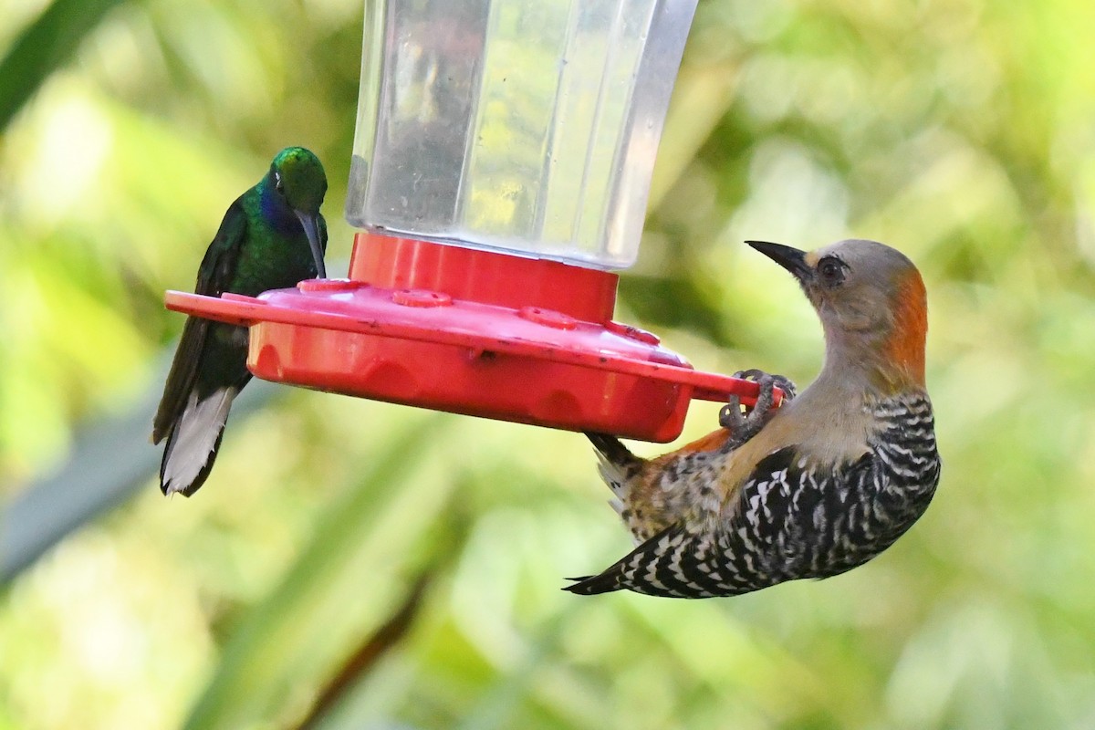 kolibřík běloocasý - ML134686051